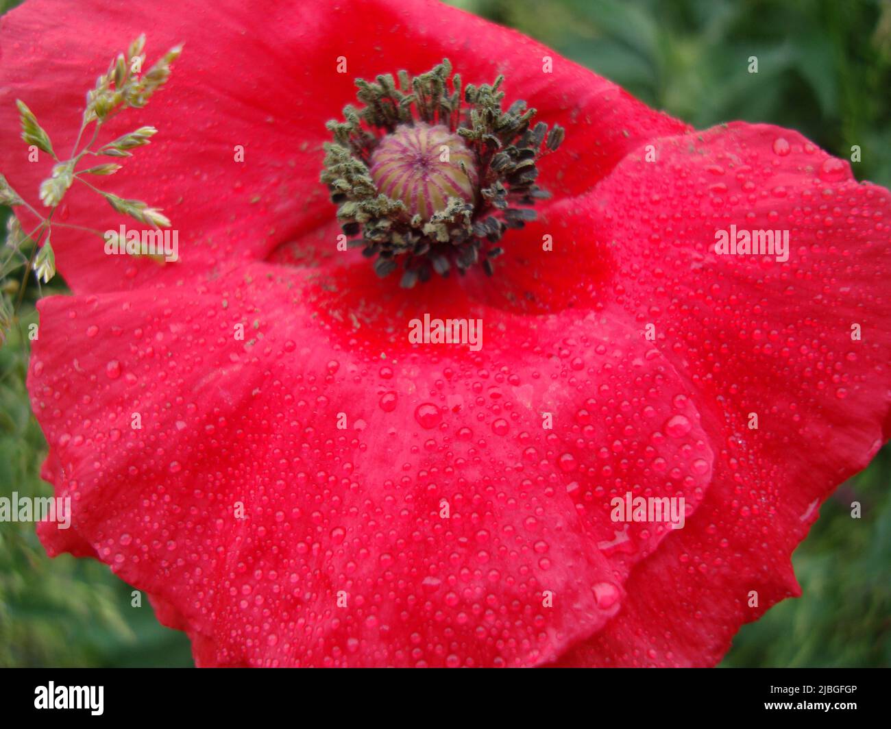 Large Red Poppy With Rain Drops On It's Petals Stock Photo