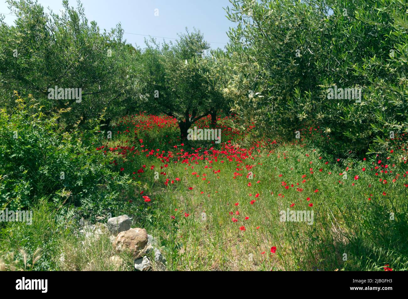 Spring wild poppies in olive grove, Tilos island, Greece, May 2022 ...