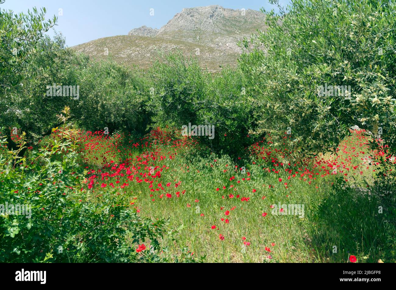 Spring wild poppies in olive grove, Tilos island, Greece, May 2022 ...