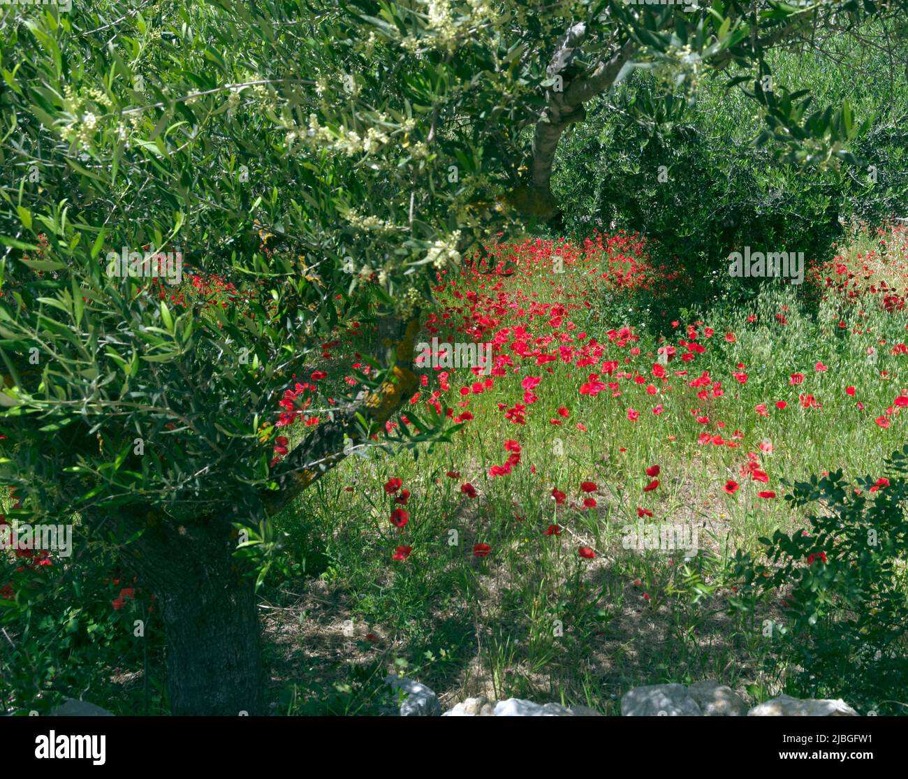 Spring wild poppies in olive grove, Tilos island, Greece, May 2022 ...