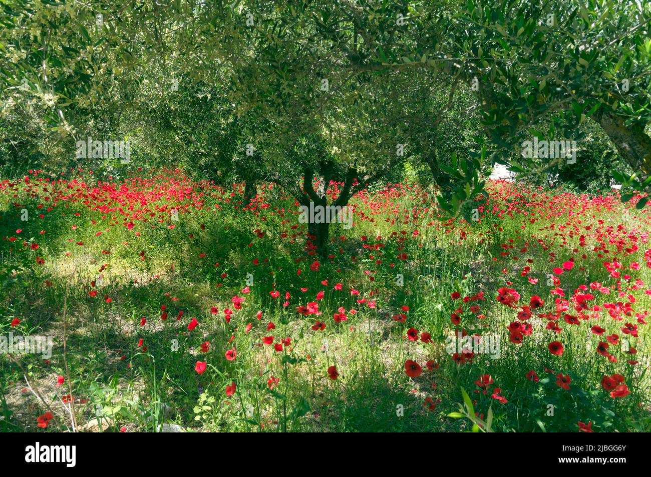 Spring wild poppies in olive grove, Tilos island, Greece, May 2022 ...