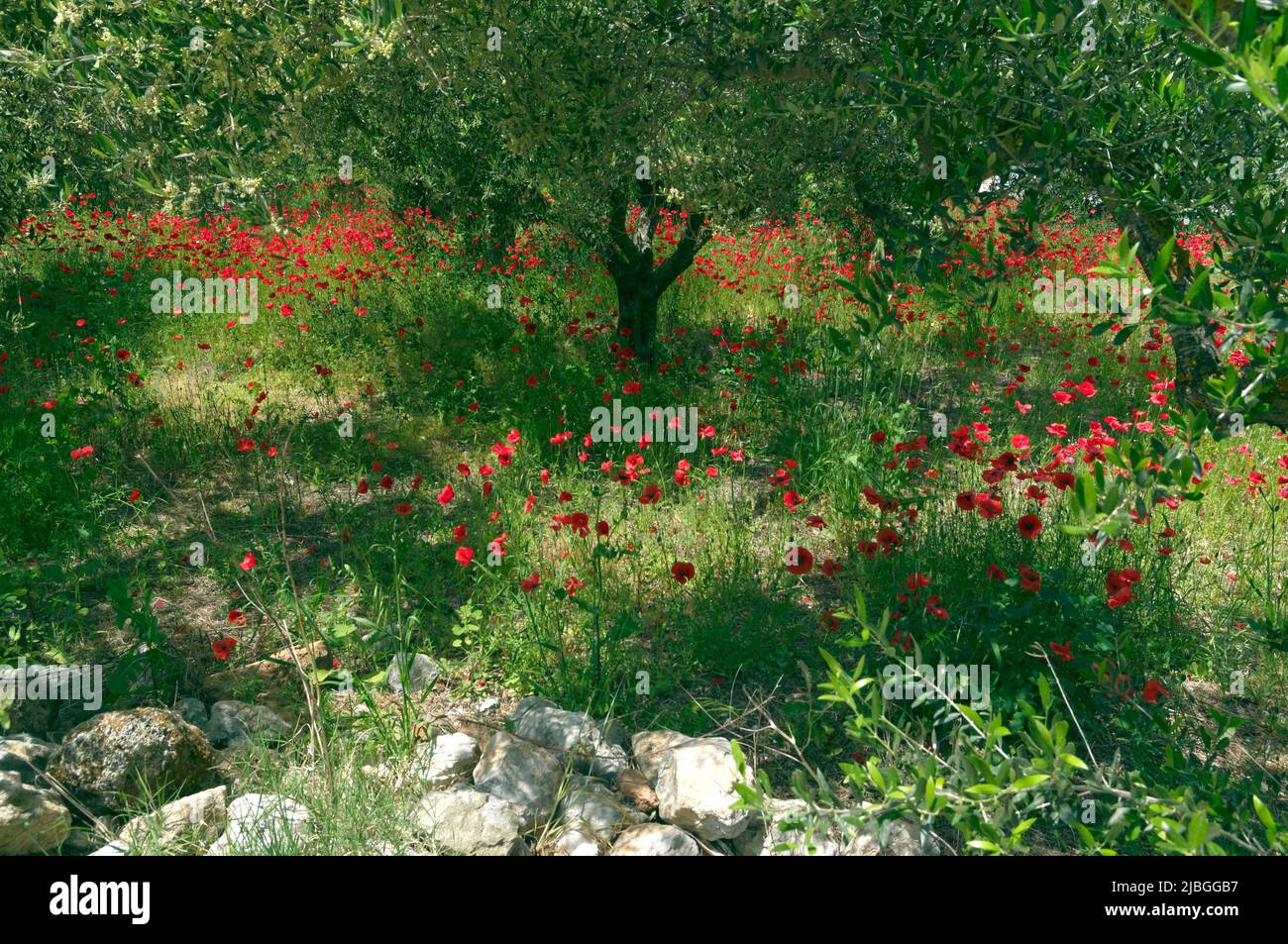 Spring wild poppies in olive grove, Tilos island, Greece, May 2022 ...