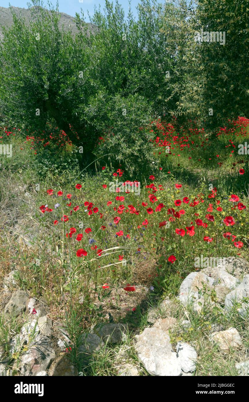 Spring wild poppies in olive grove, Tilos island, Greece, May 2022 ...