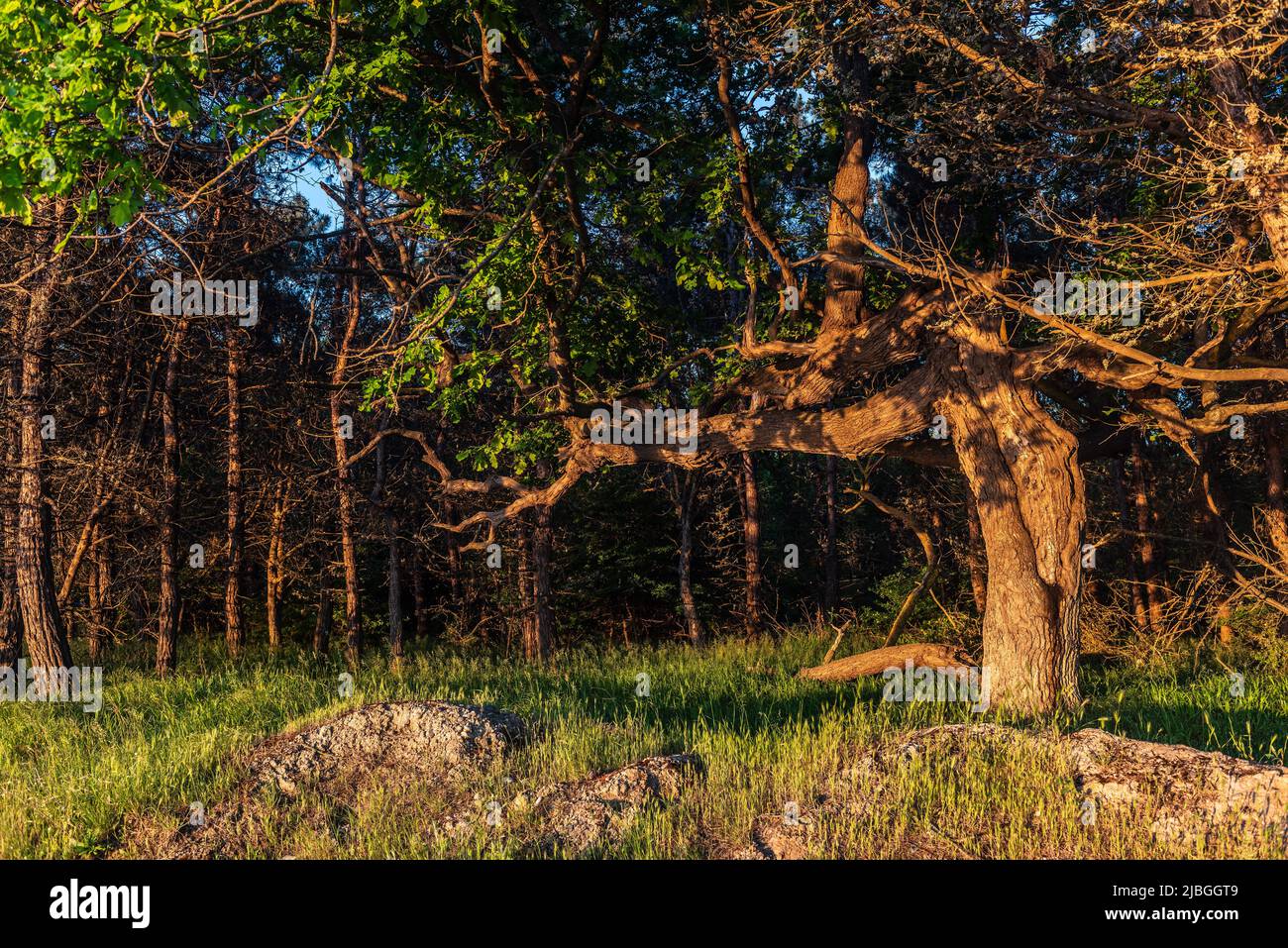 Amazing crooked tree in the forest at sunrise Stock Photo Alamy