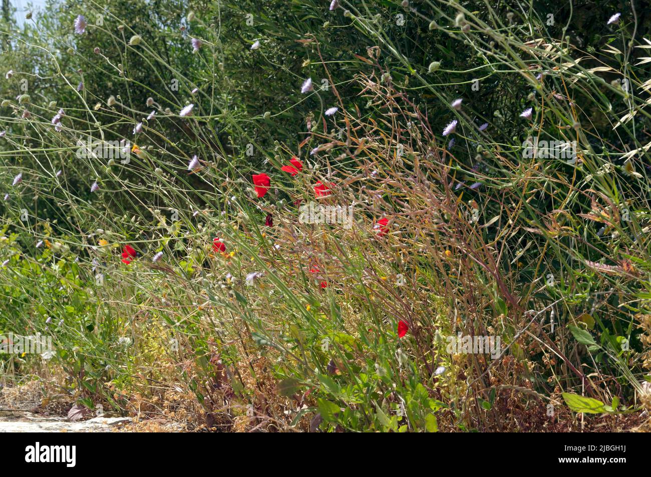 Spring wild poppies in olive grove, Tilos island, Greece, May 2022 ...