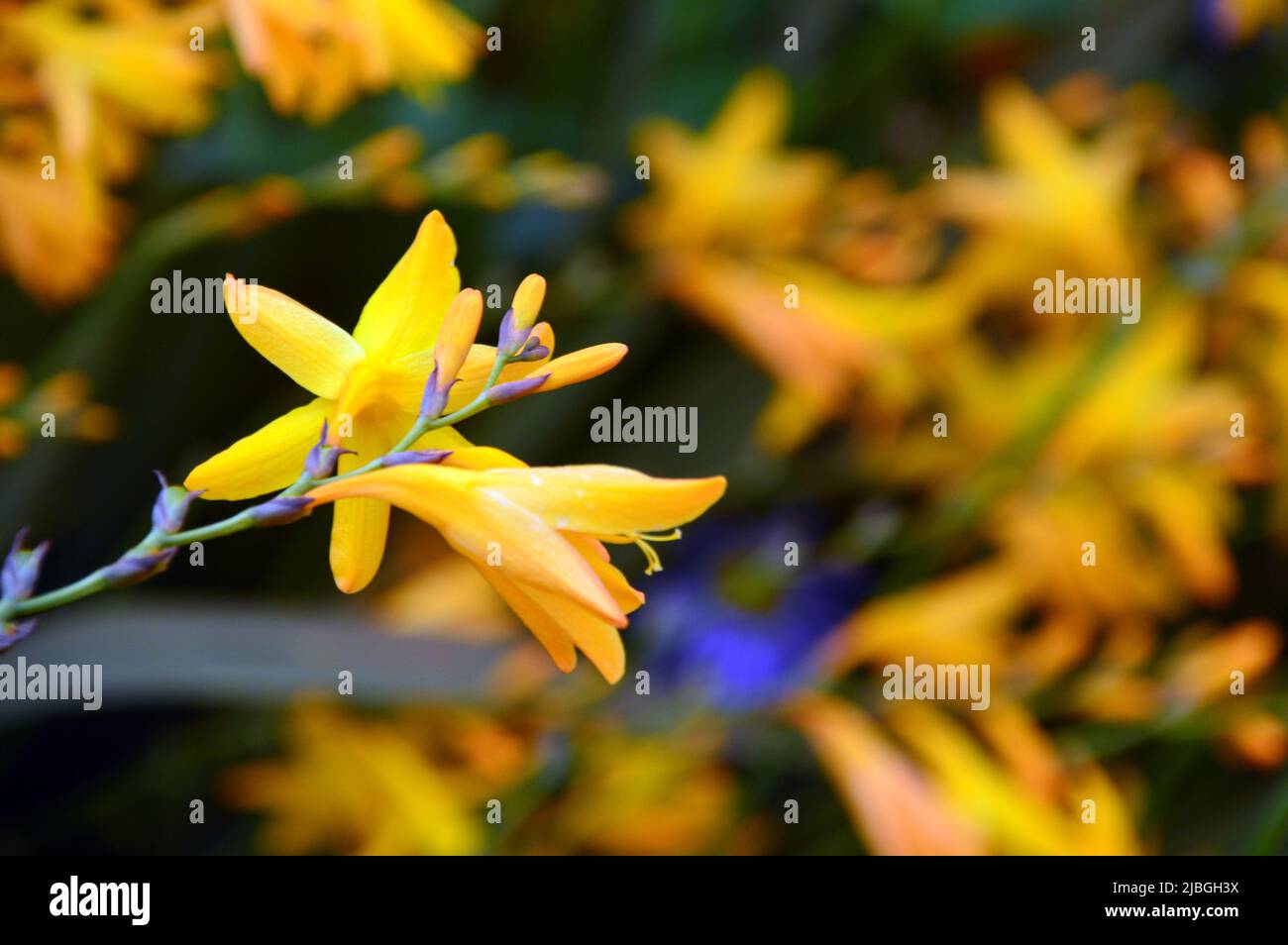 Yellow lucifer crocosmia hi-res stock photography and images - Alamy