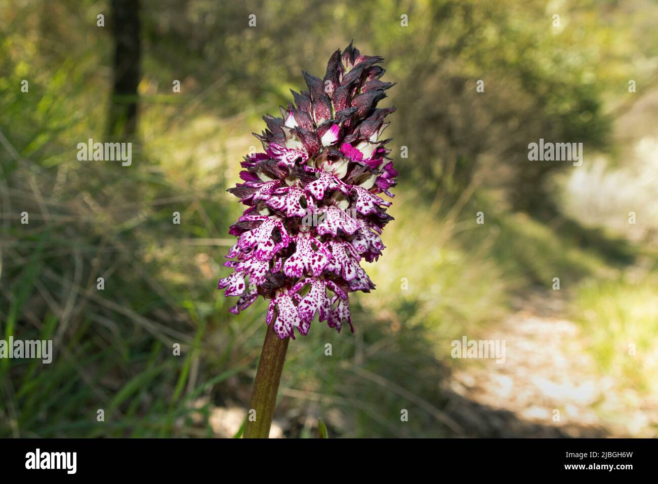 Lady Orchid (Orchis purpurea) Stock Photo