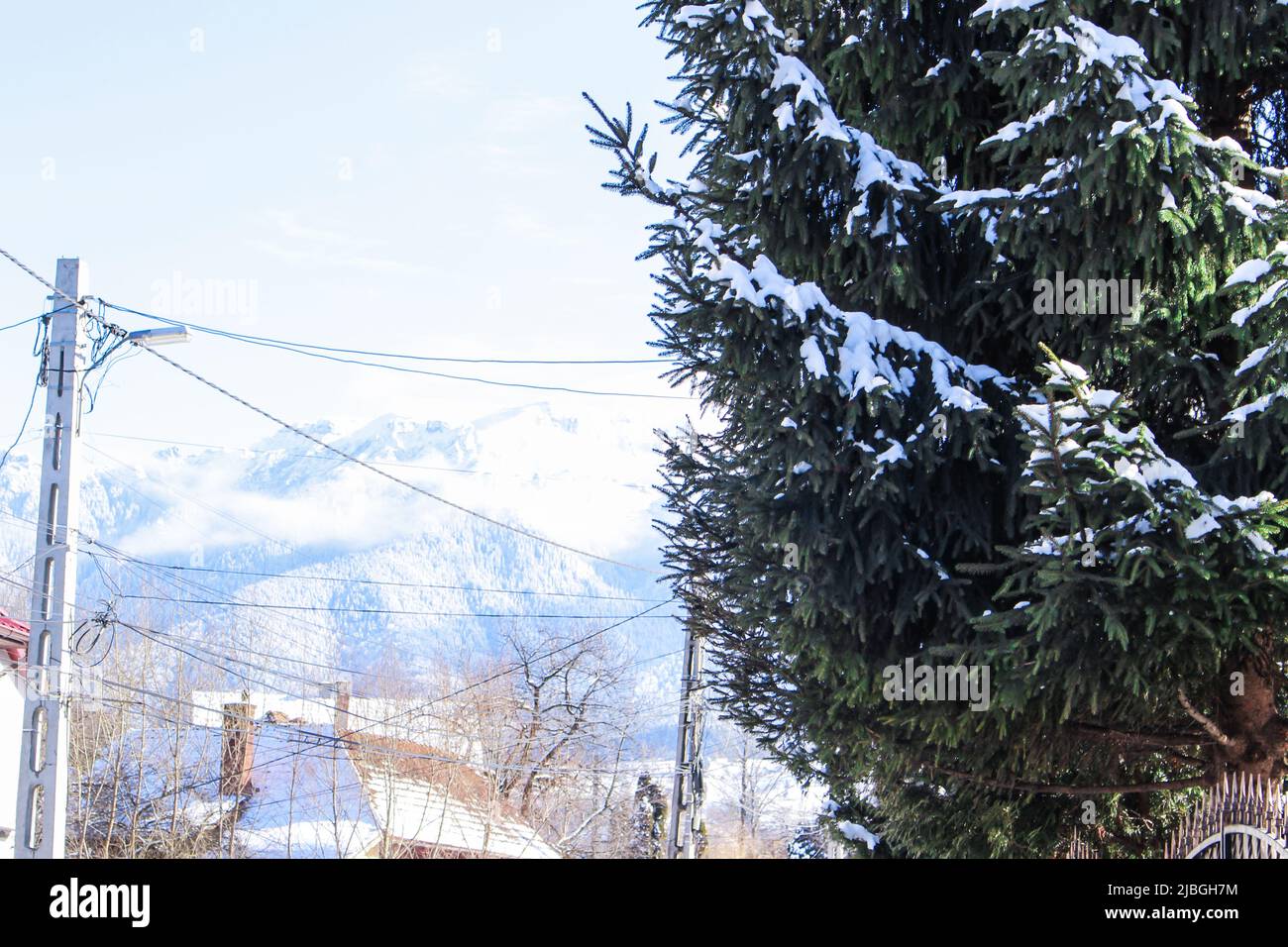 Picea mariana (the black spruce) with snow in downtown, Bran, Romania in sunny day. There is Bucegi Mountain in mist in distance. Stock Photo