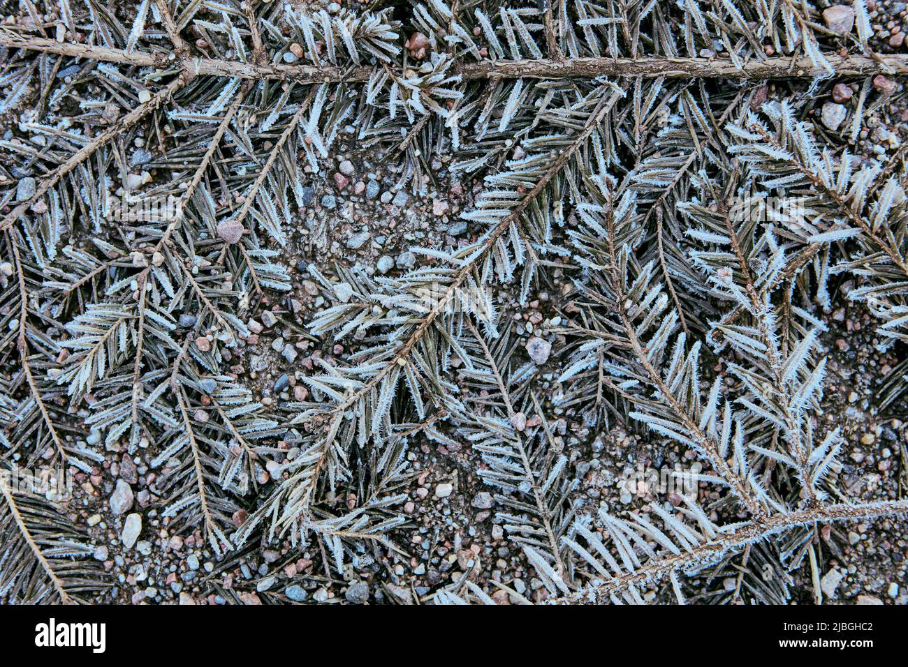 Texture of dead plants, fir branches on side of rural road. Stock Photo