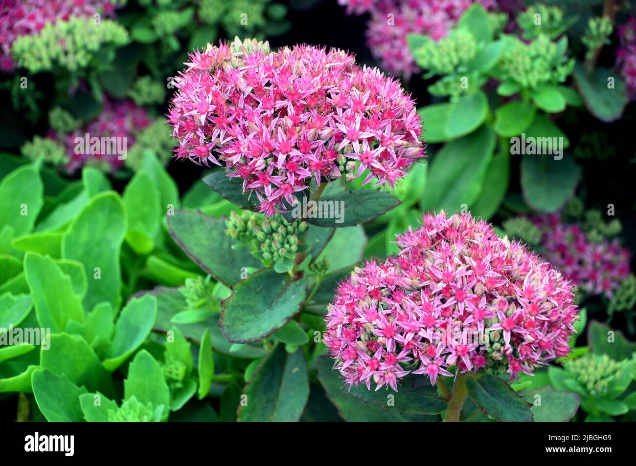 Two Clumps of Pink Sedum (Hylotelephium spectabile) 'Carl' Flowers grown in a Border at RHS Garden Harlow Carr, Harrogate, Yorkshire, England, UK. Stock Photo