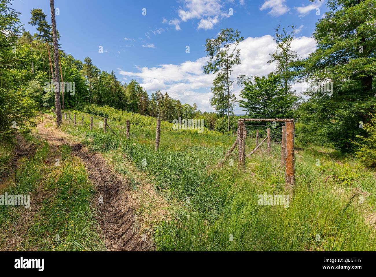 A view of forest landscape, a tractor track, fresh green grass and an enclosure for young trees. Sunny spring day with blue sky and white clouds. Stock Photo