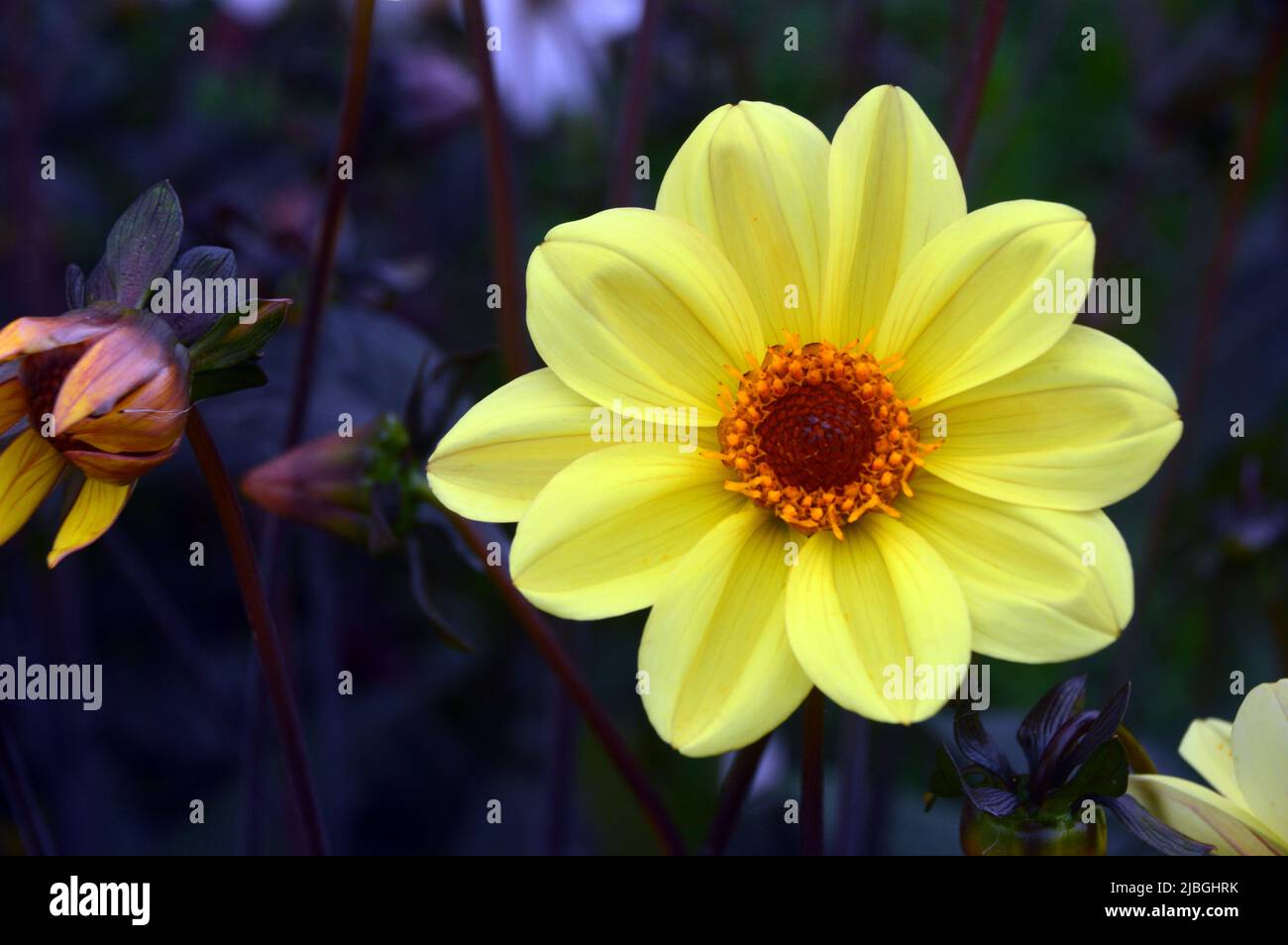 Single Yellow Dahlia 'Bishop of York' Flower grown in a Border at RHS Garden Harlow Carr, Harrogate, Yorkshire, England, UK. Stock Photo