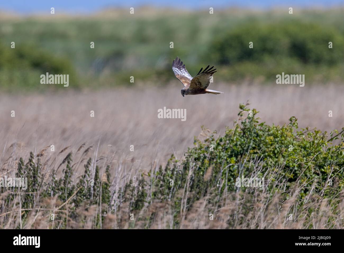Male Western Marsh Harrier (Circus aeruginosus) Quartering over a Reed Bed Hunting for Prey.  Wings Held Upwards. Stock Photo