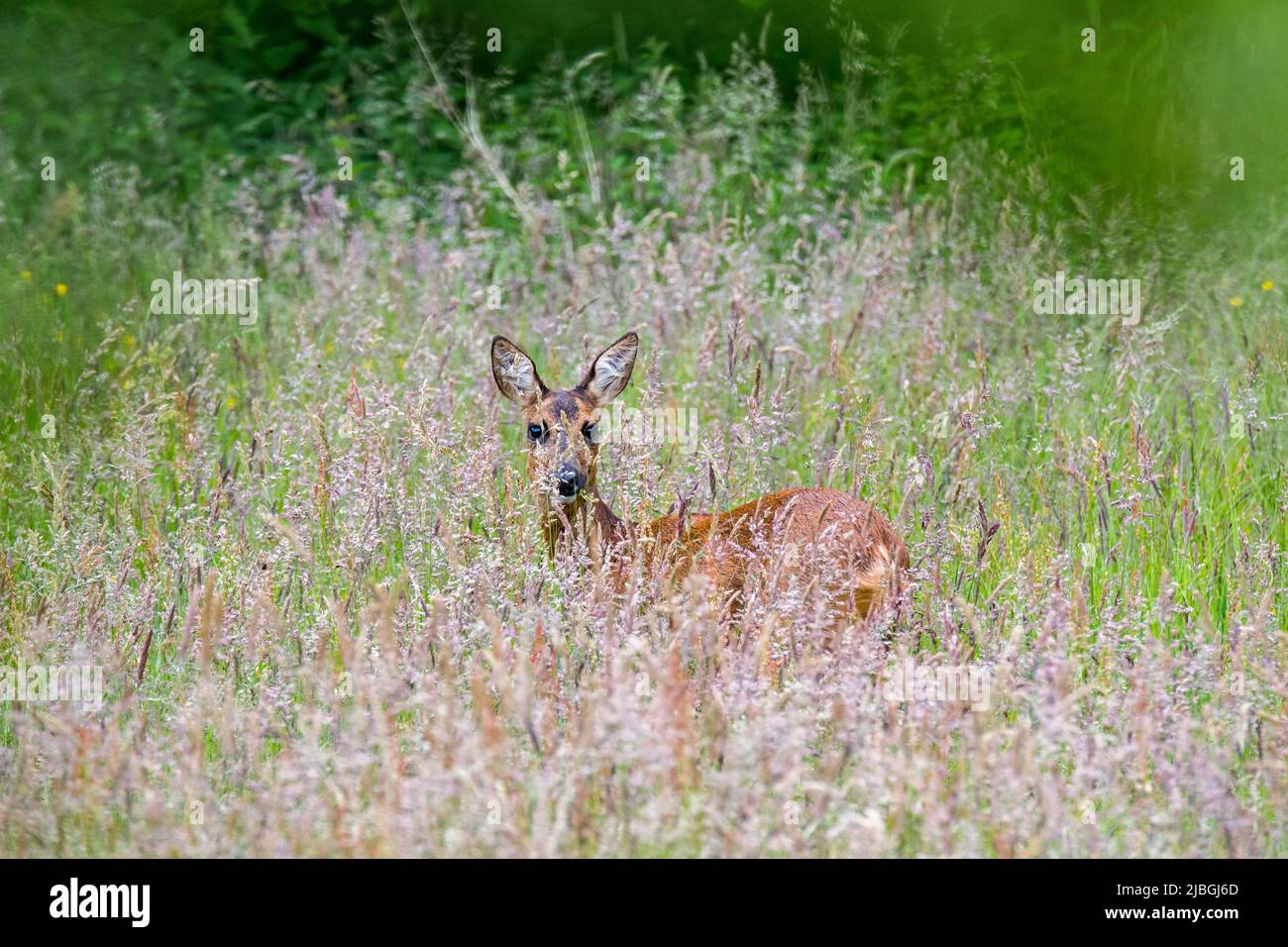 european-roe-deer-capreolus-capreolus-female-doe-foraging-in-tall