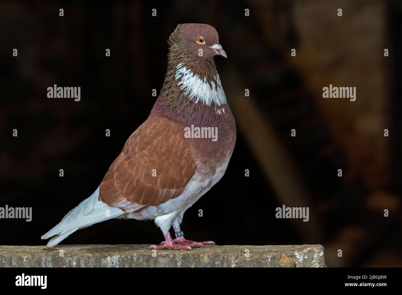 Belgian ringbeater / Belgische ringslager / ringslager belge, breed of fancy pigeon from Belgium Stock Photo