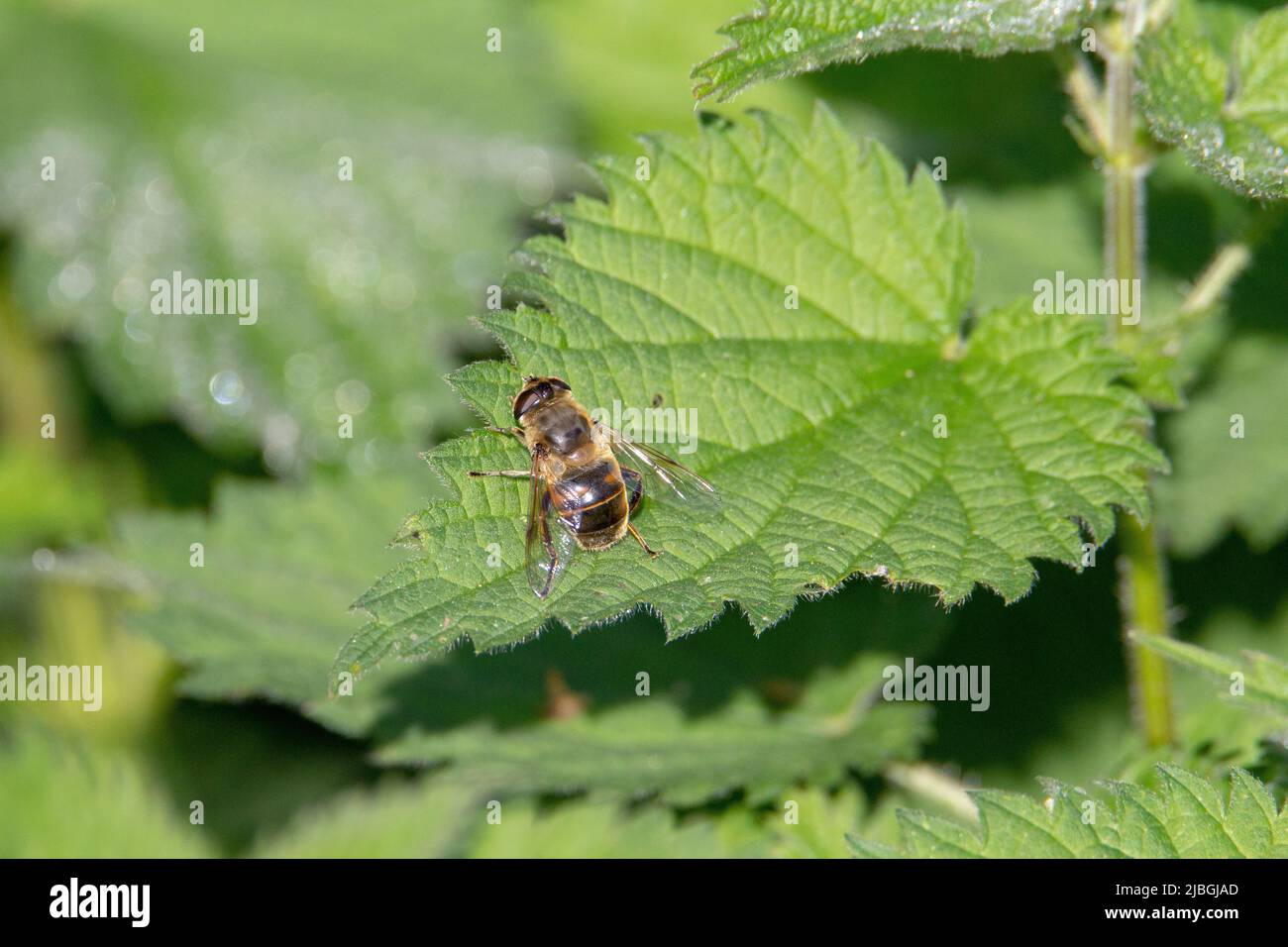 a single brown and yellow bee isolated and resting on a green leaf Stock Photo