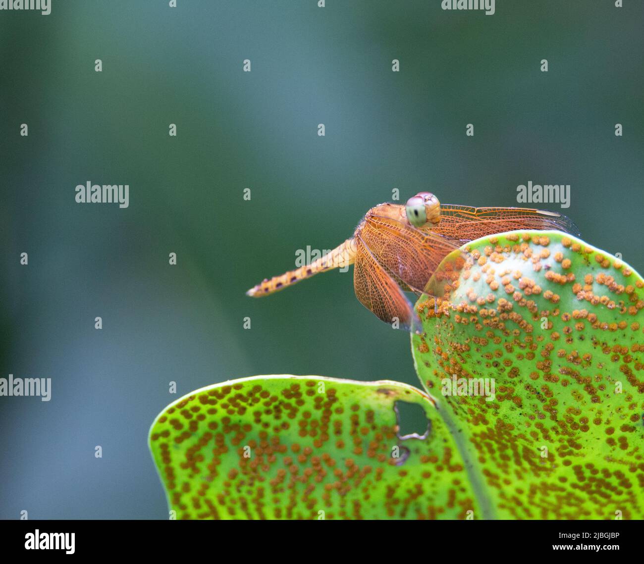 an orange tropical dragonfly resting and isolated on a green leaf Stock Photo