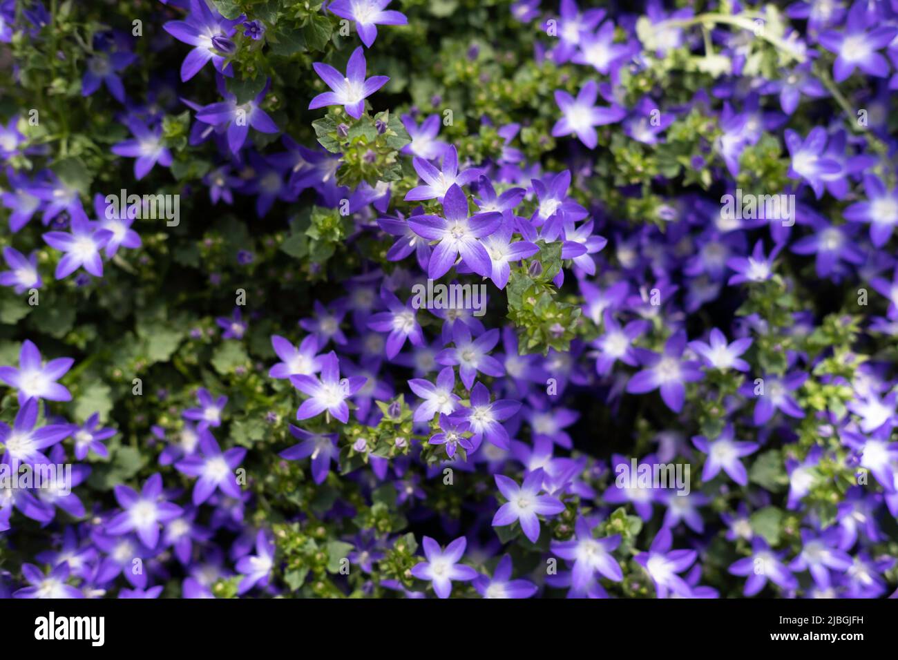 Garden blue bellflower (Campanula Carpatica) around green leaves blooming in summer. Seen from above. Focus on the Campanula flowers in the center Stock Photo