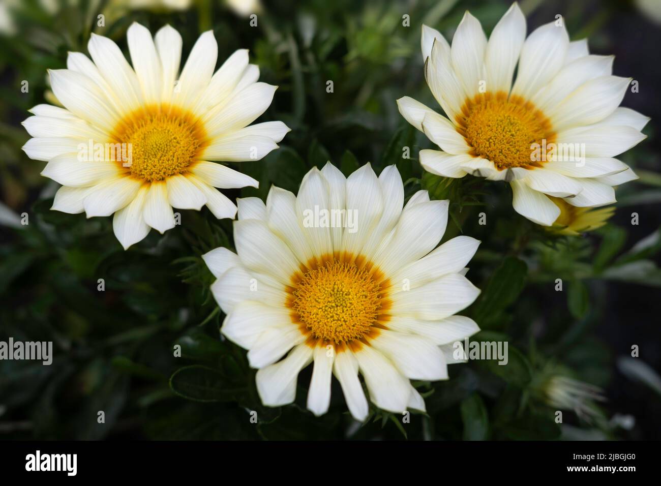 Three white blooming Gazania sun flowers with orange yellow heart in a garden surrounded by green leafs. Focus on the petals of the flower below Stock Photo