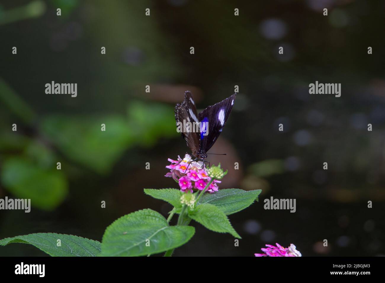 Blue moon butterfly (Hypolimnas bolina) with  wings open feeding from a pink and yellow flower isolated with tropical dark green leaves Stock Photo