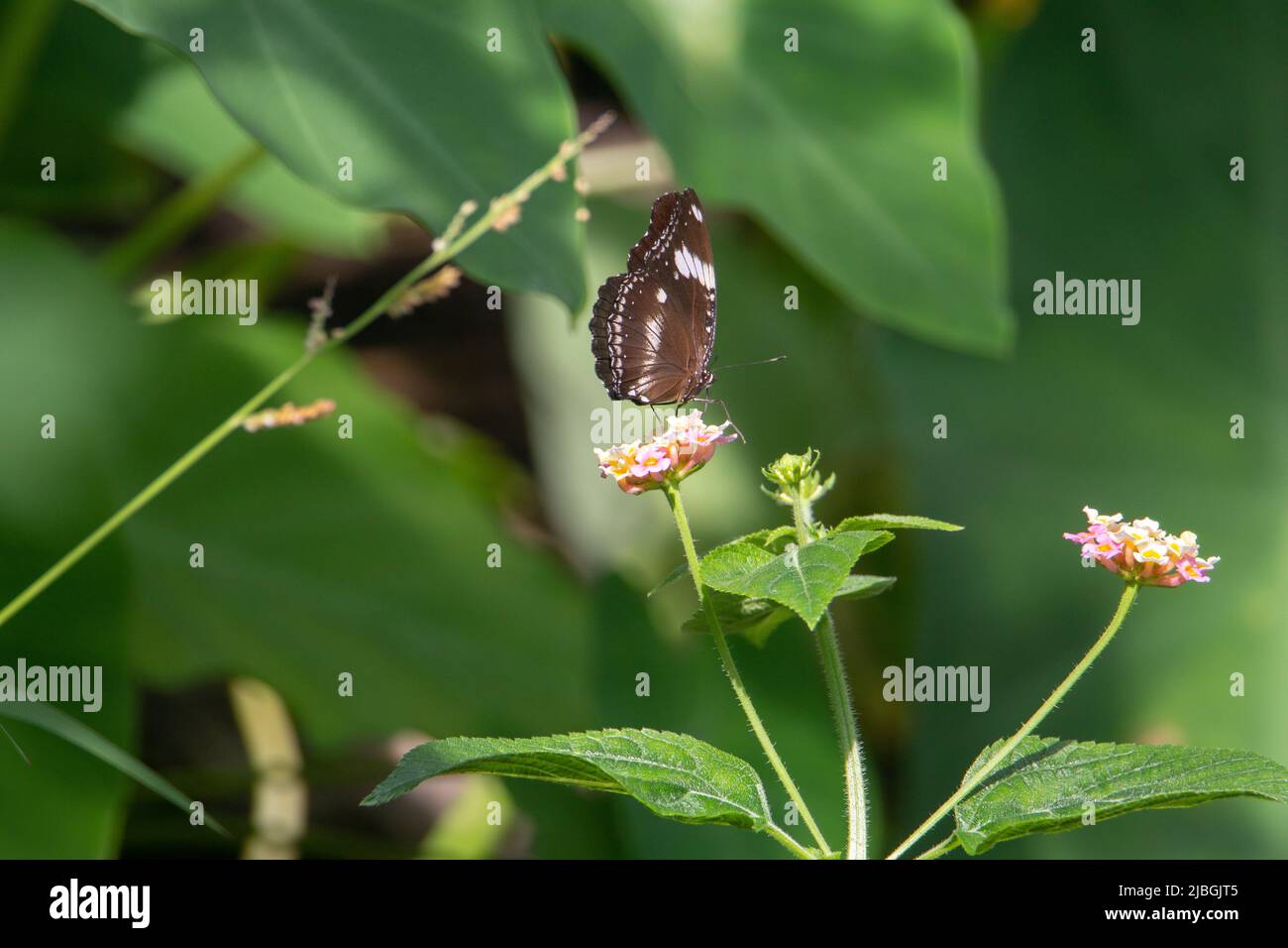 Blue moon butterfly (Hypolimnas bolina) with closed wings feeding from a pink and yellow flower isolated with tropical green leaves in the background Stock Photo