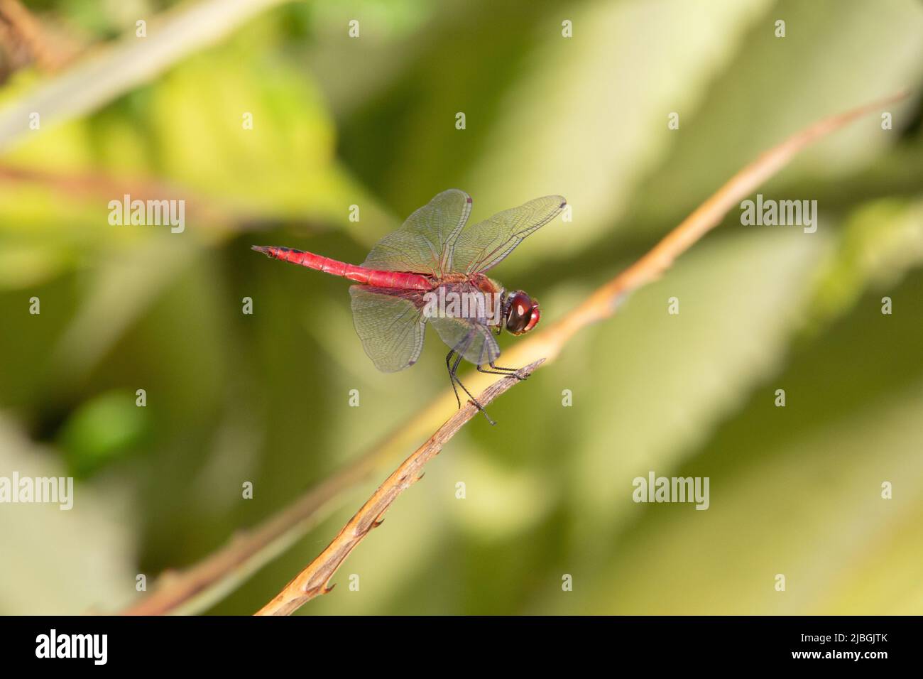 bright red dragonfly resting on a branch with natural green background Stock Photo