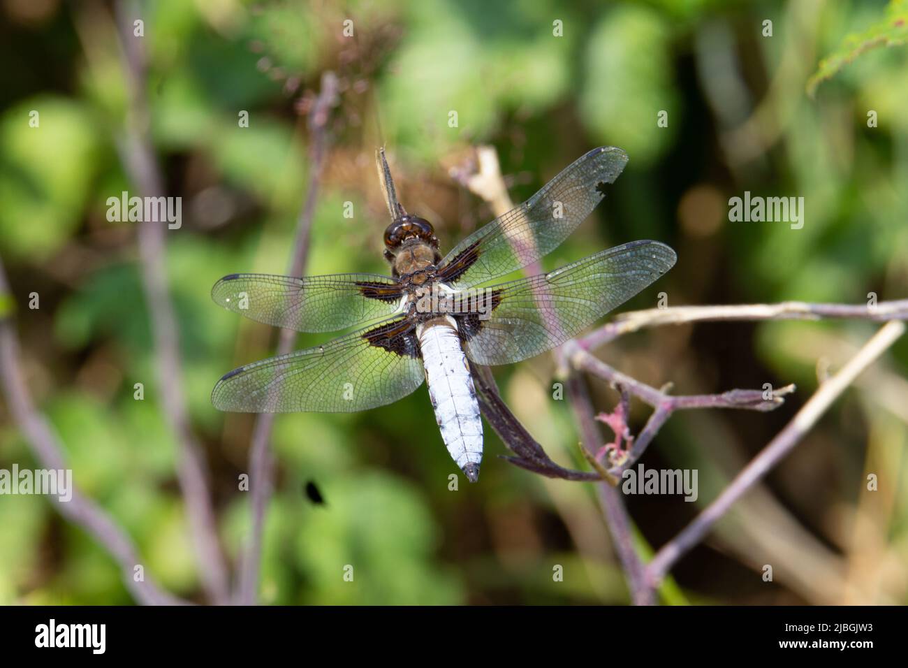 broad-bodied chaser (Libellula depressa) broad bodied chaser dragonfly resting on a dead twig with a natural green background Stock Photo