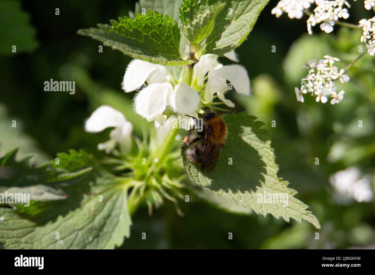close up of a single solitary bee feeding on a white wild flower with other wild flowers in the background Stock Photo