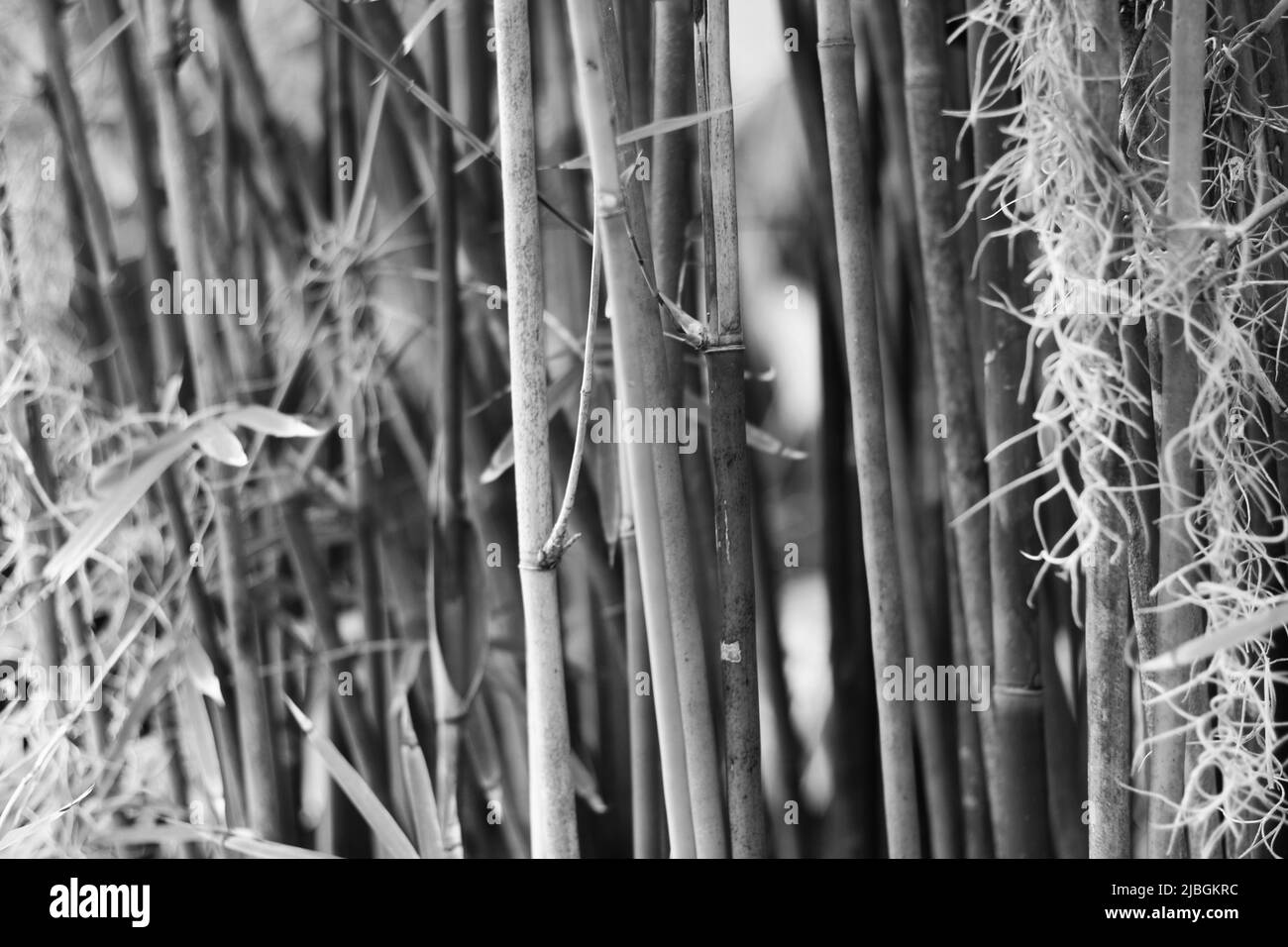 Lush tropical bamboo plants growing in the jungle in black and white ...