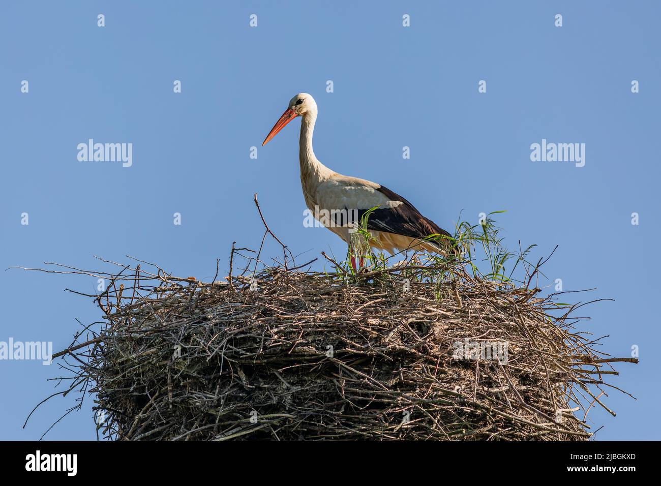 A white stork with red beak standing on its nest made of thin sticks. Sunny spring day with clear blue sky. Stock Photo