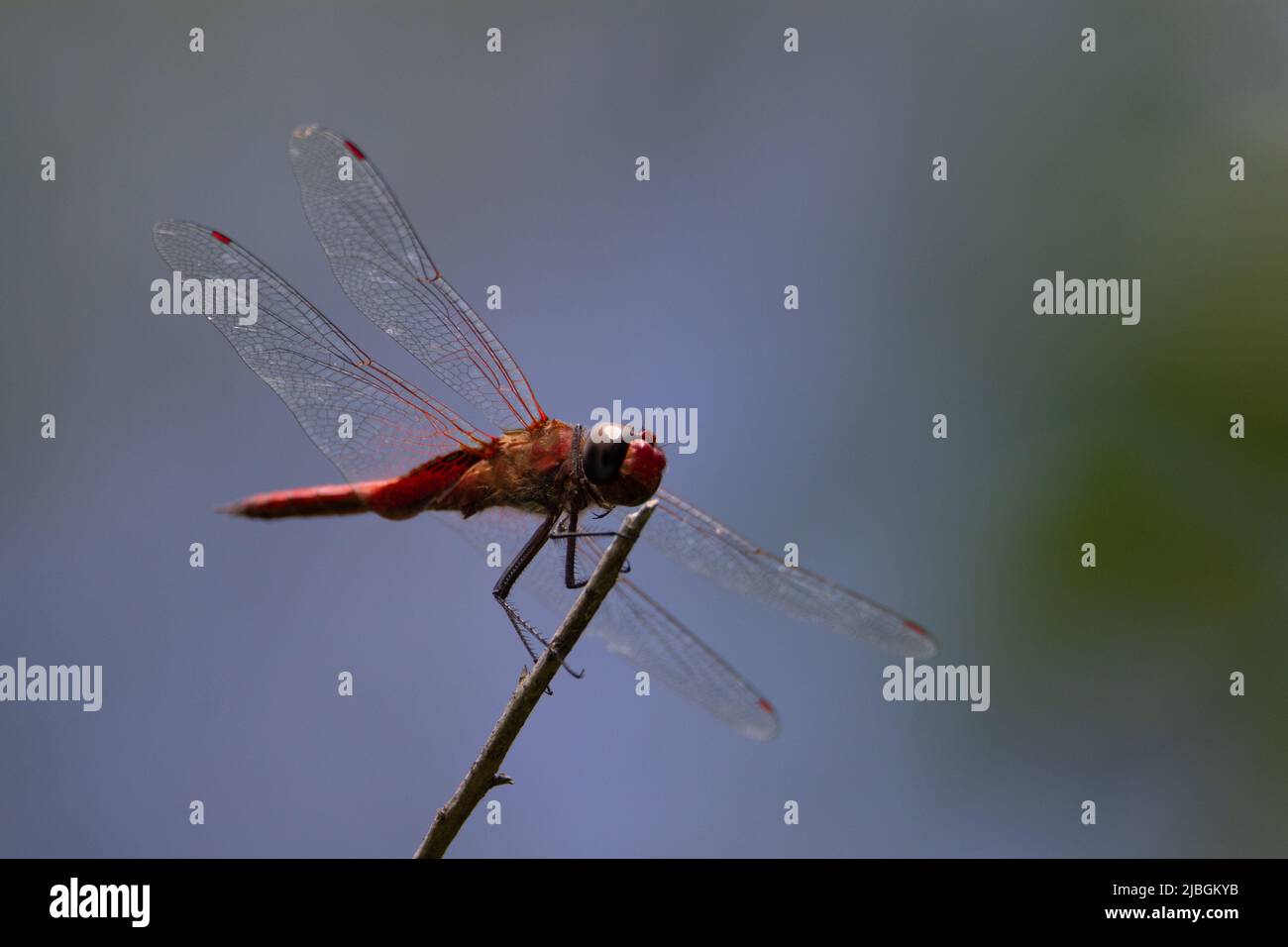 closeup of a red dragonfly resting on a branch with natural green background Stock Photo