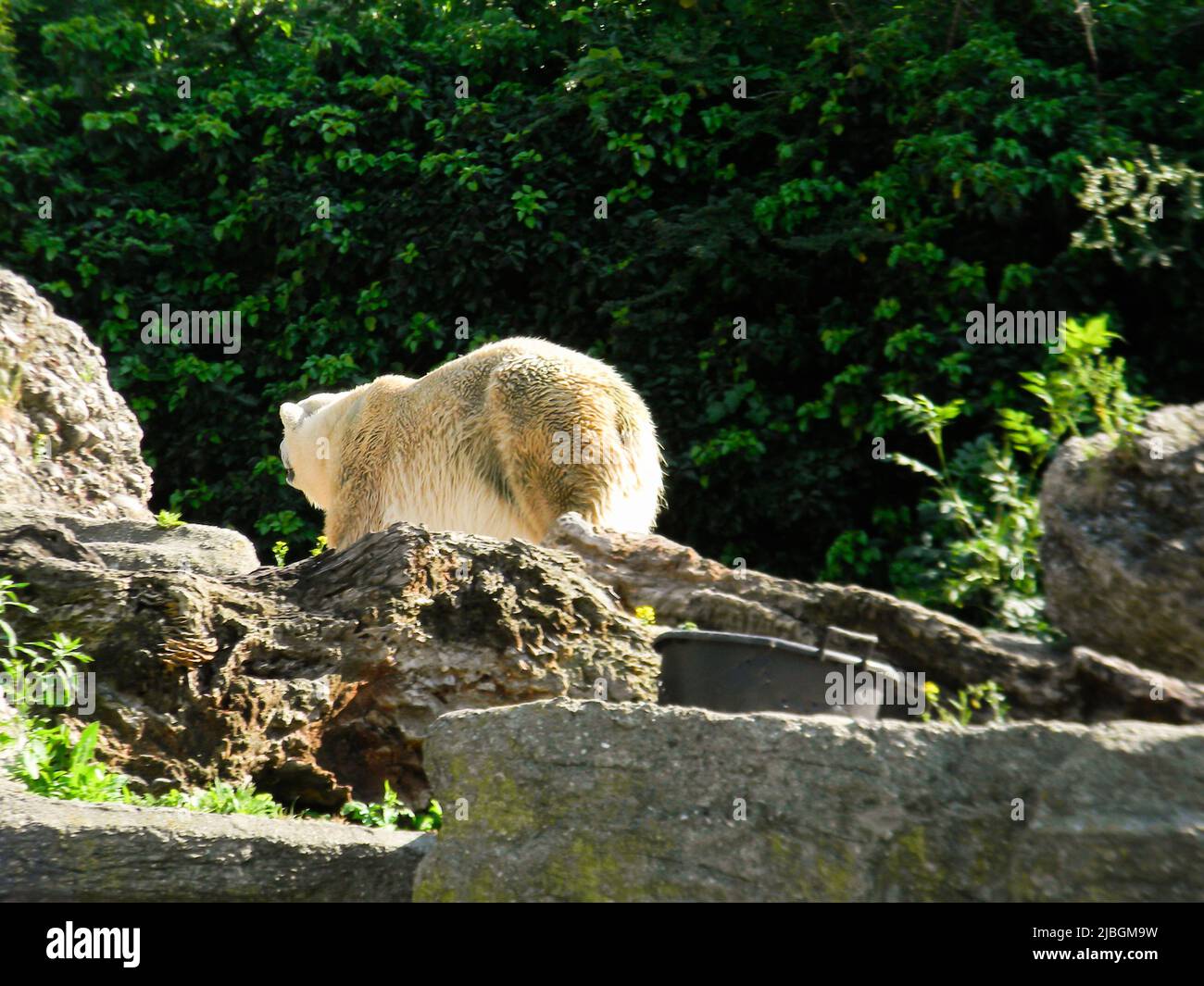 Polar bear feeding zoo hi-res stock photography and images - Alamy