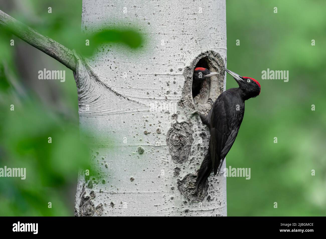 father-and-son-fine-art-portrait-of-black-woodpeckers-on-nest