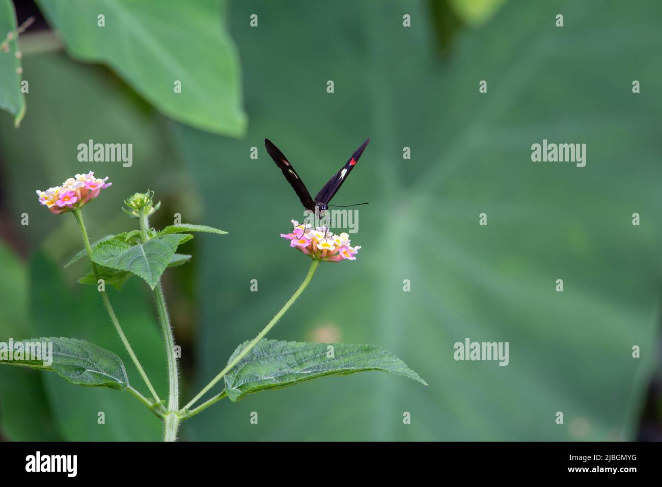 Common postman butterfly (Heliconius melpomene) feeding with half open wings half facing the camera on flowers and isolated with tropical dark green Stock Photo