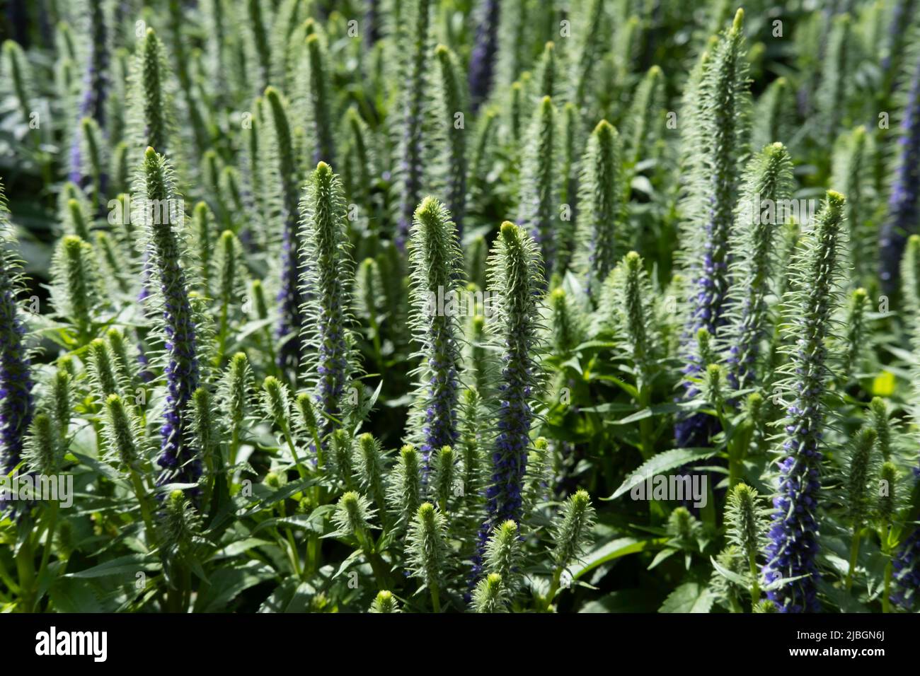 Flowering Veronica or Spiky Speedwell in a Summer Garden Stock Photo
