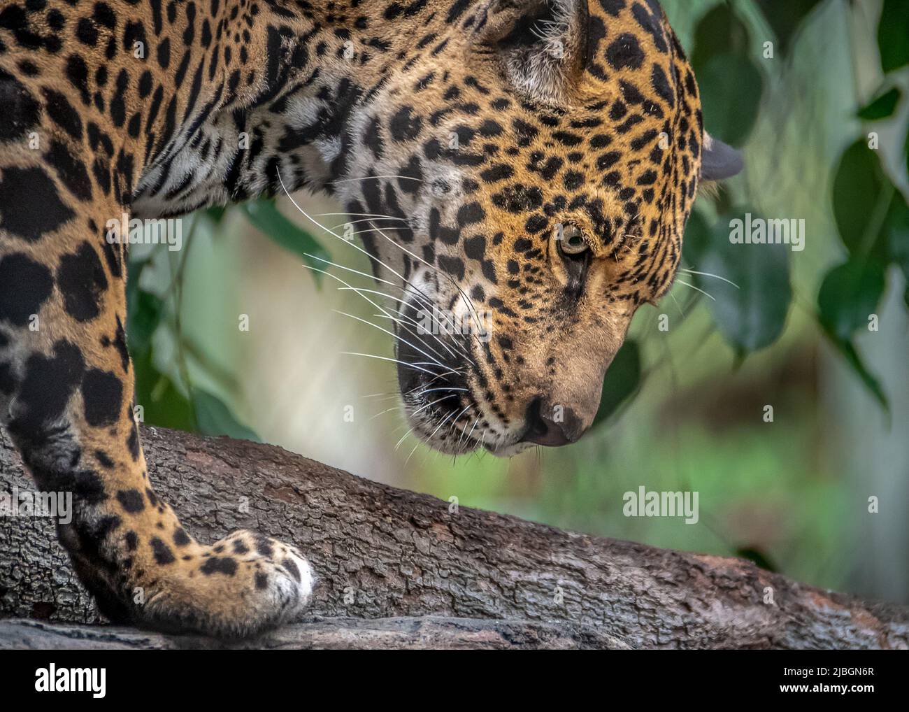 Jaguar (Panthera onca) 'Nindiri'  born June 2007, came to San Diego from the Brevard Zoo in Florida.  With her partner, male jaguar 'Guapo', Nindiri h Stock Photo