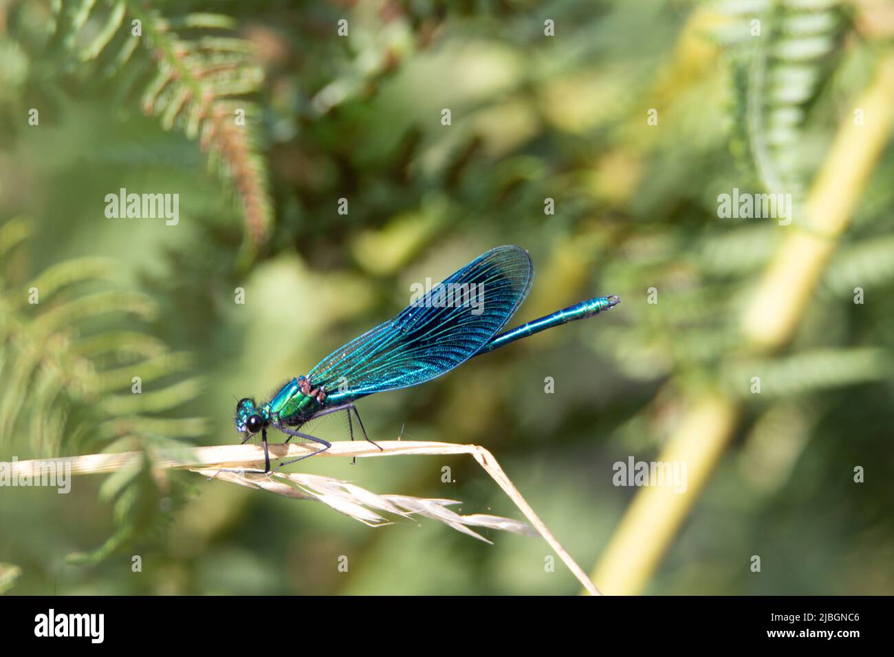 damselfly resting on a grass stem with a natural green background Stock ...