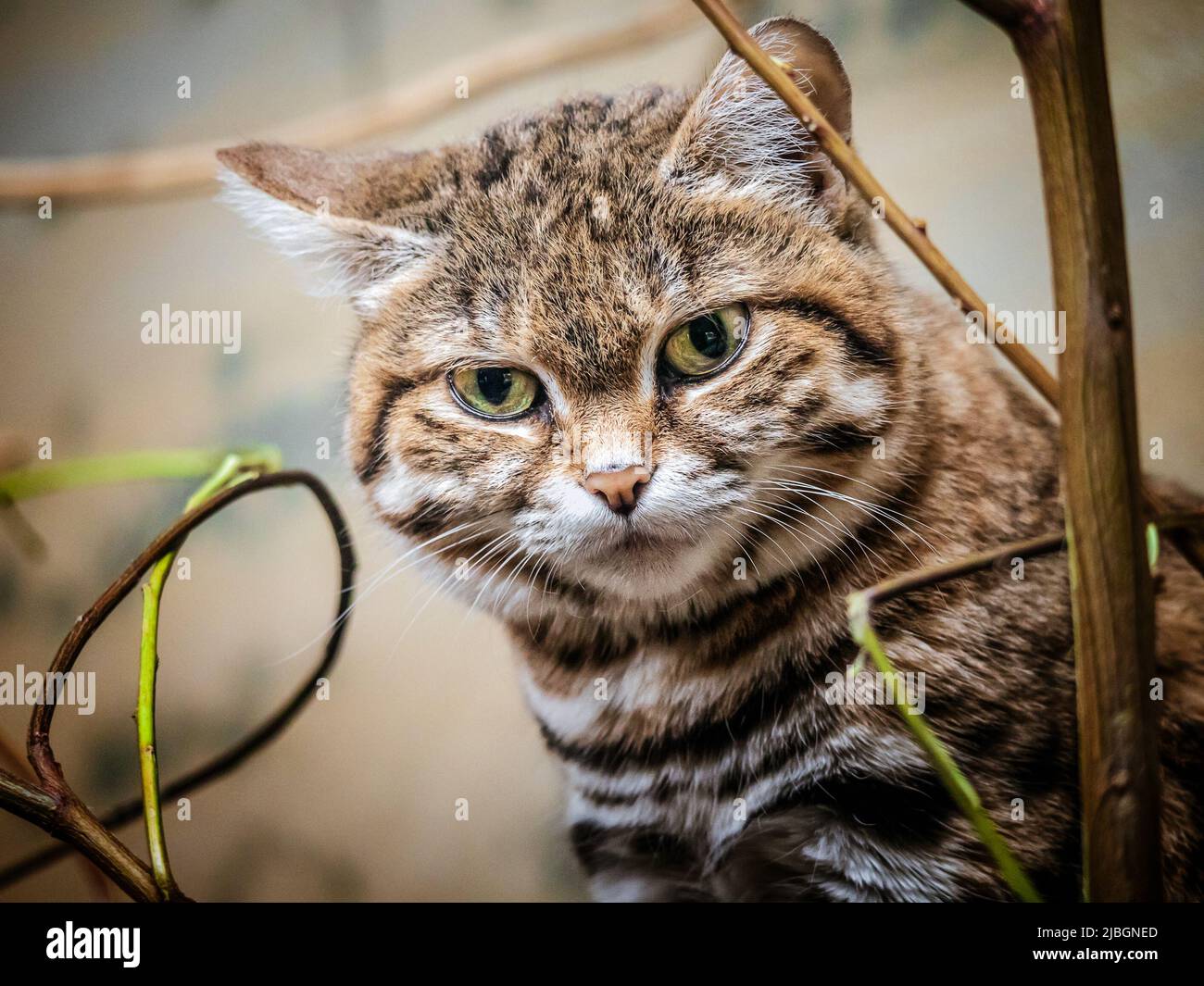 'Yuna', a black-footed cat (Felis nigripes), also called the small-spotted cat, is the smallest wild cat in Africa weighing a maximum of 6 lbs.  It is Stock Photo