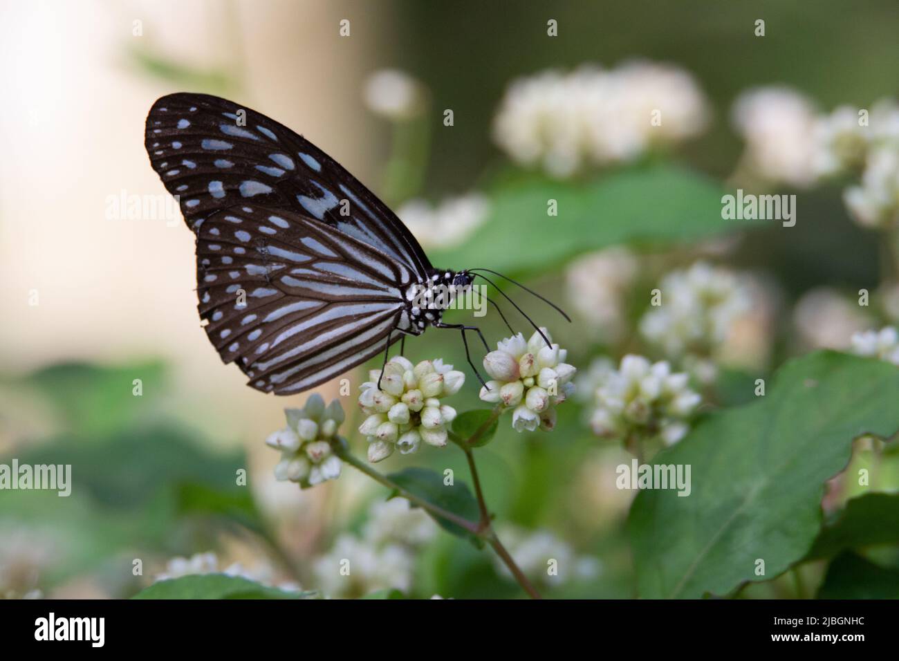 dark blue tiger (Tirumala septentrionis) a dark blue tiger butterfly feeding from tropical white flowers Stock Photo