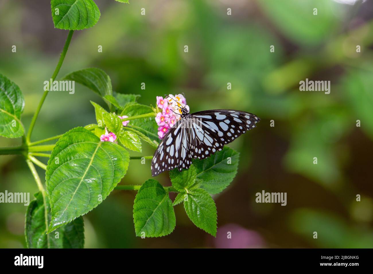 Dark blue tiger butterfly (Tirumala septentrionis) with open wings feeding from a pink and yellow flower isolated with tropical green leaves in the ba Stock Photo