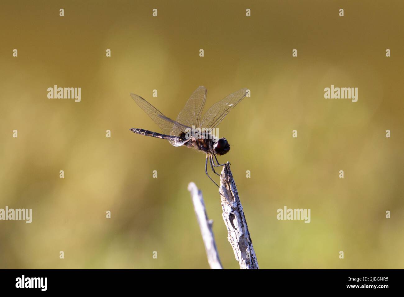 dragonfly on a stick  with a natural brown  background Stock Photo