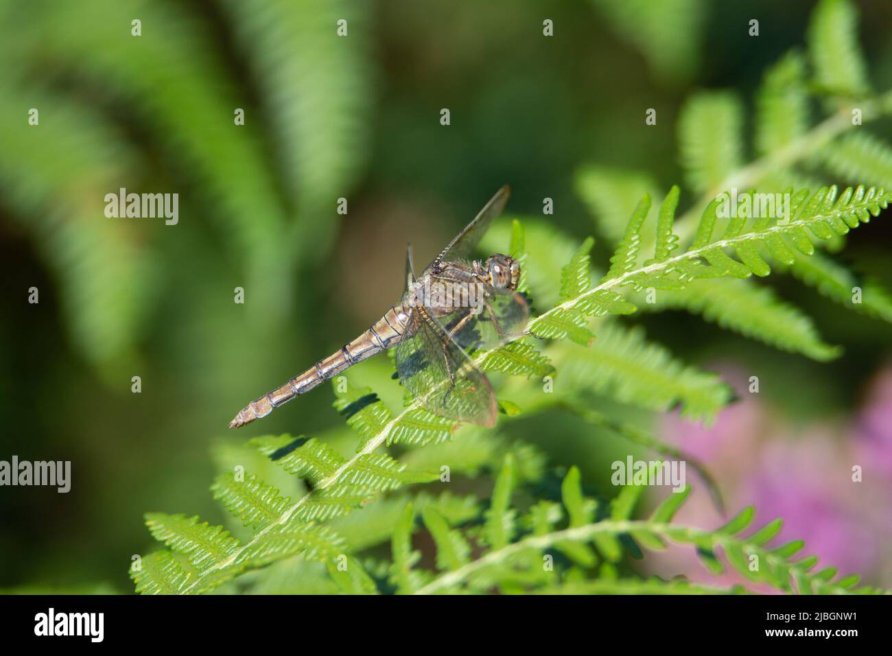 dragonfly resting on a bright green fern leaf Stock Photo