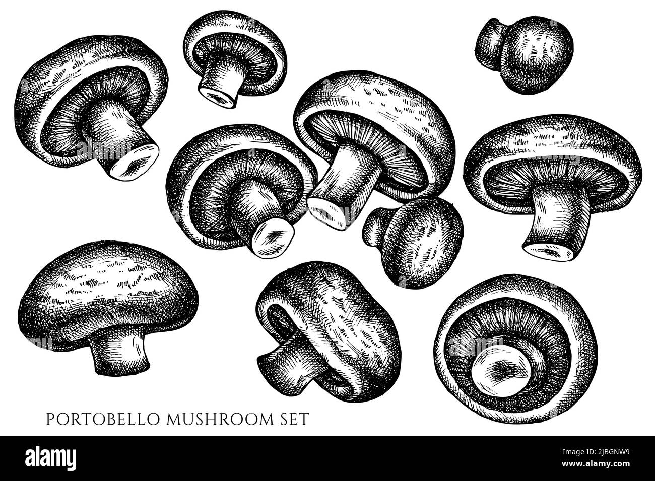 Vector set of hand drawn black and white portobello Stock Vector Image