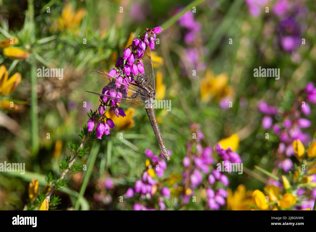 dragonfly resting on flowering heather (Calluna vulgaris) Stock Photo