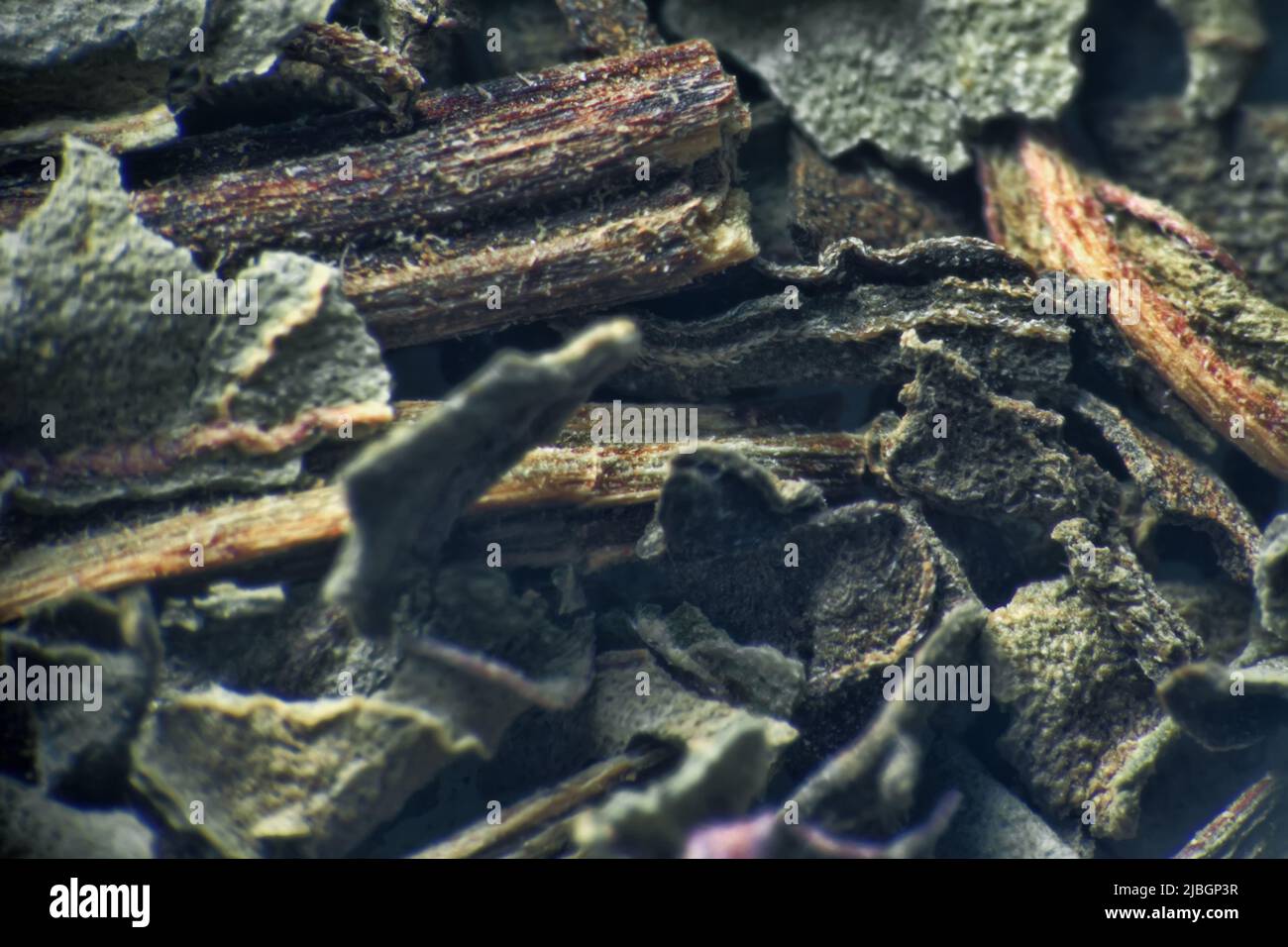 Herb repertory (dry vulnerary plants), officinal mixture for herbal tea. Orthosiphonis staminei folia (extreme close up). Means of folk medicine, phar Stock Photo