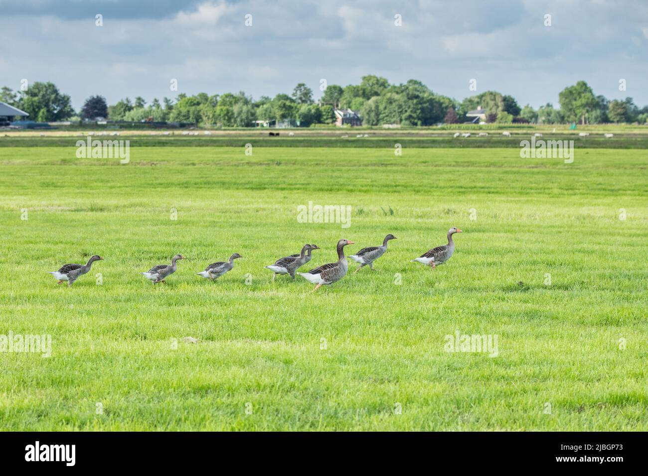 Goose step hi-res stock photography and images - Alamy