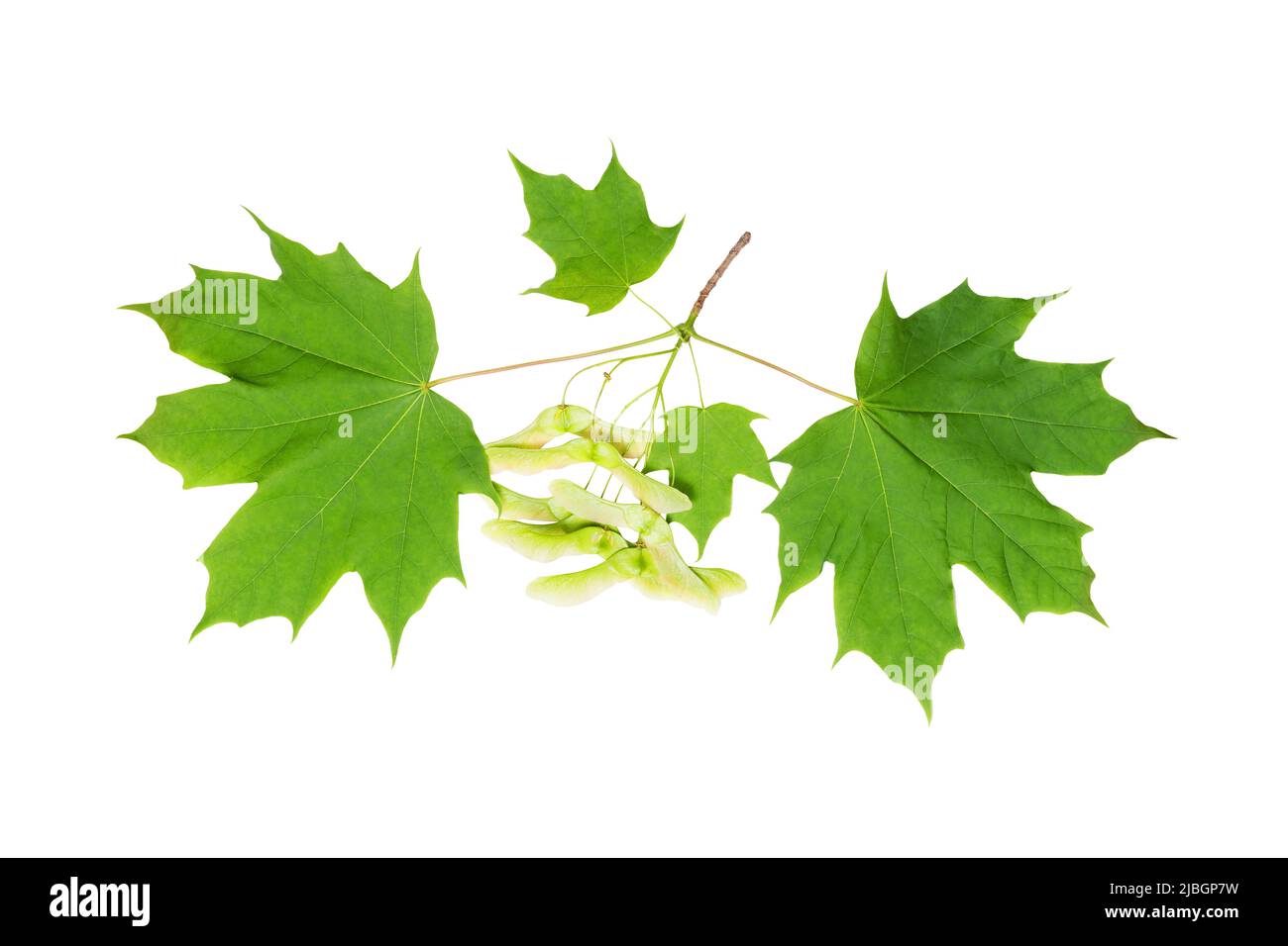 Norway maple (Acer platanoides) juicy spring leaves isolate, clipping path, no shadows. Norway maple branch with leaves isolate. Stock Photo