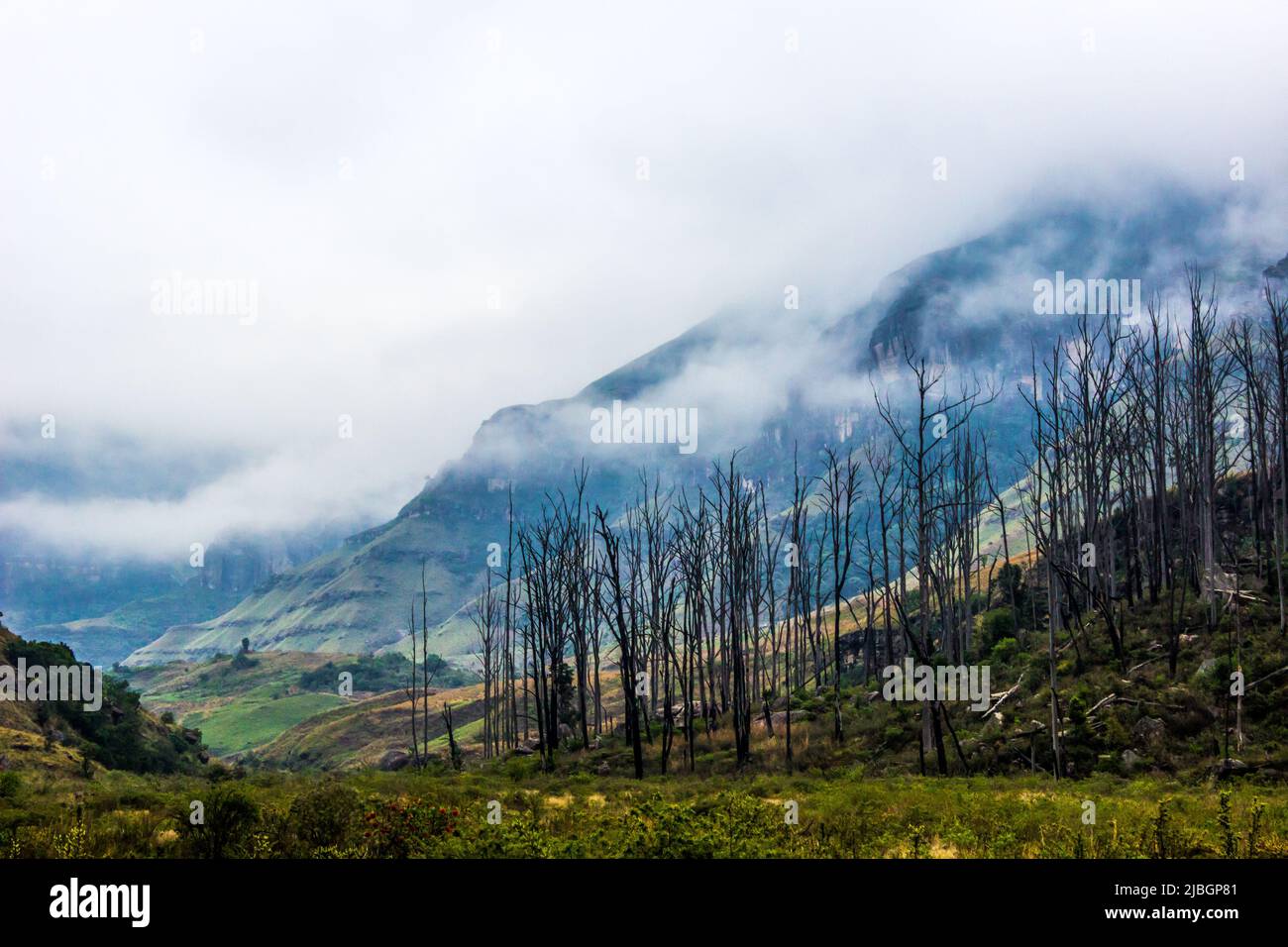 A forest of dead trees with cliffs covered in fog on a cold, misty morning in the Drakensberg Mountains, South Africa Stock Photo