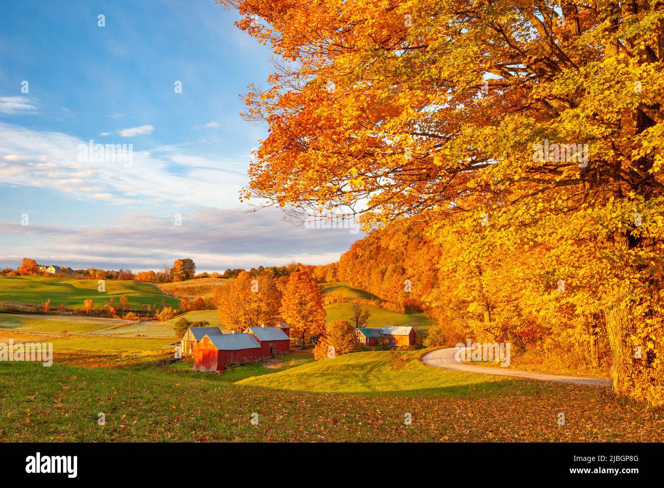 Orange and Yellow Maple Trees at dawn over the Jenne Farm near Woodstock, Vermont, USA Stock Photo