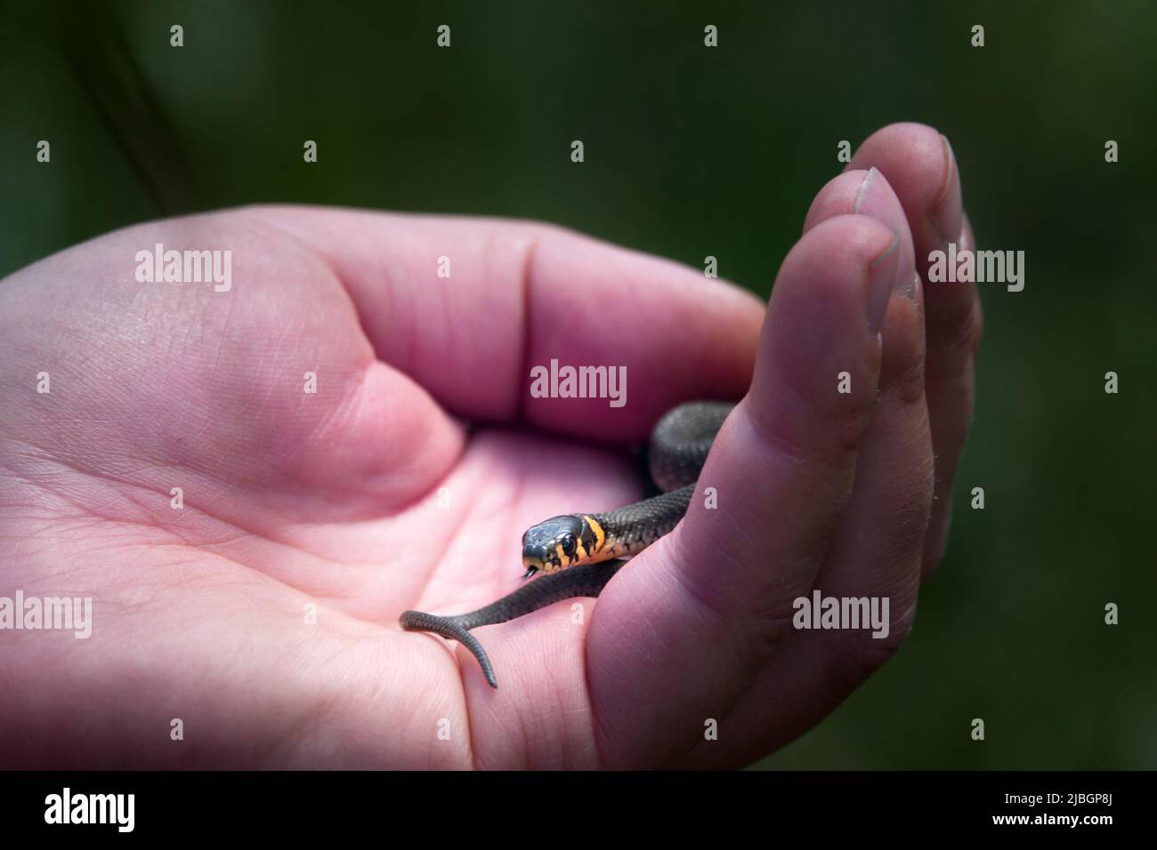 A small Grass-snake (Natrix natrix) in the hands of a girl traveler, Careful attitude to animals prevails today before the fear and disgust of the pre Stock Photo